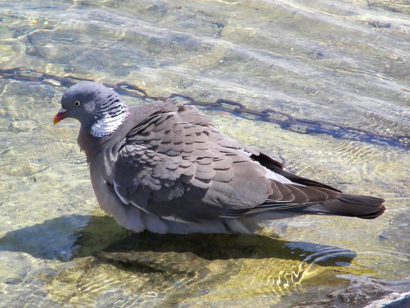 (Common) Wood Pigeon