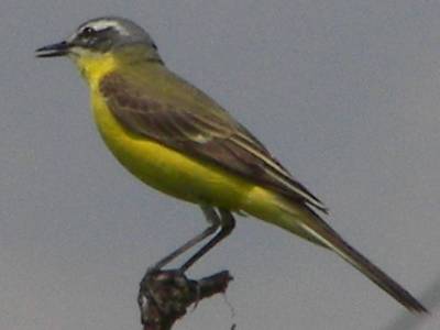 Yellow Wagtail