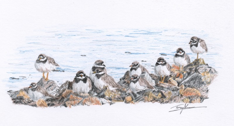 Common Ringed Plovers