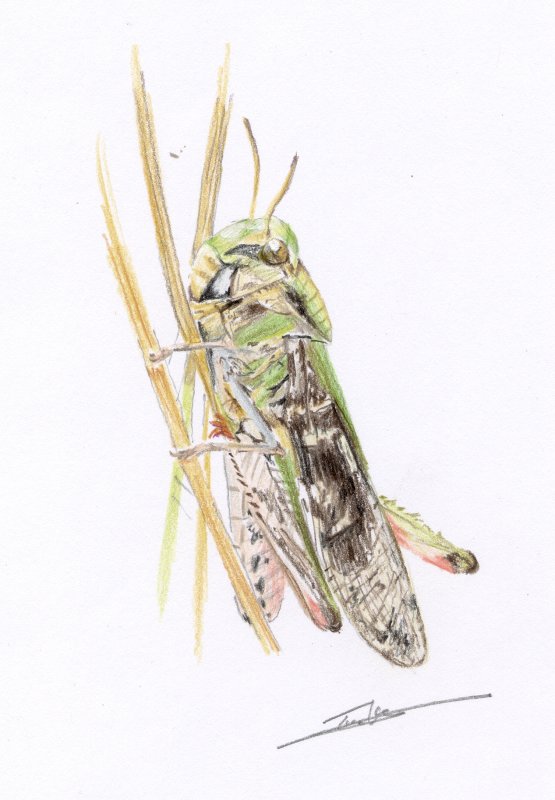 Unknown grasshopper