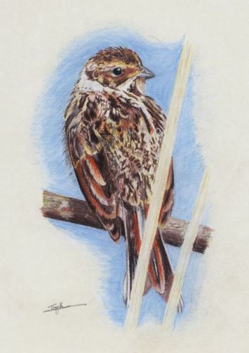 (Common) Reed Bunting, female