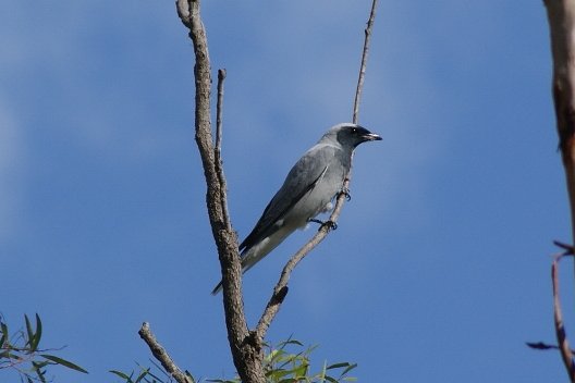  Black-faced Cuckoo-shrike