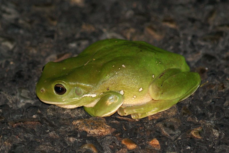Australian Green Tree Frog