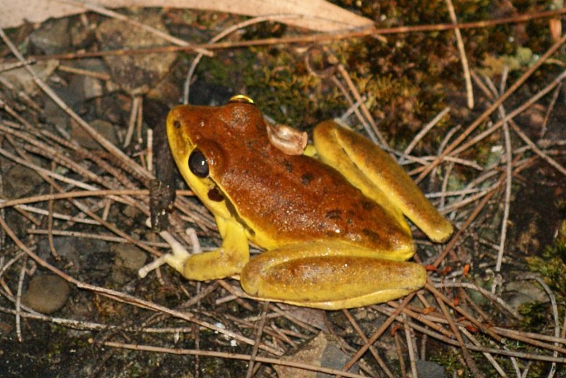 Green-thighed Frog