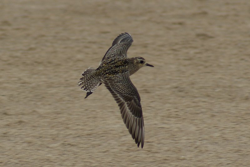 Pacific Golden Plover