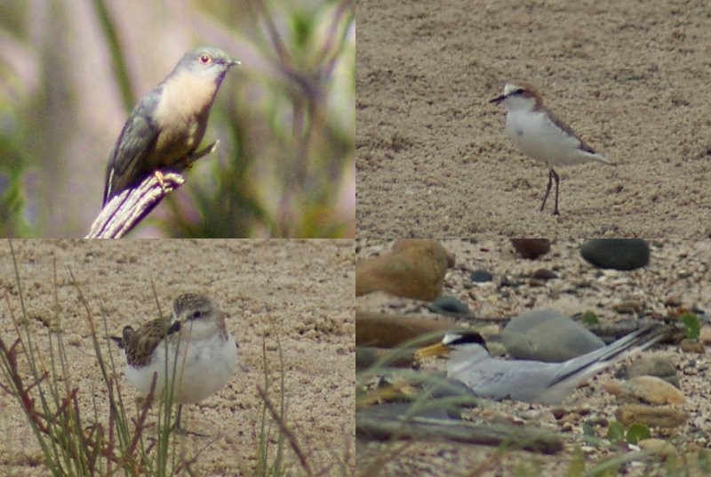 Various birds