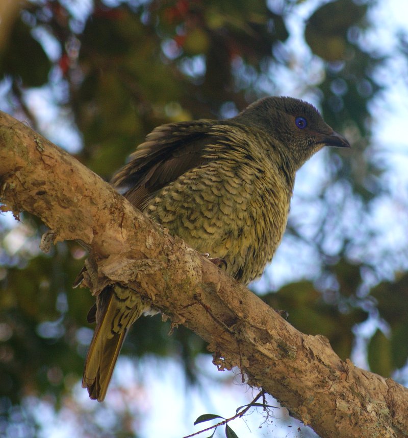 Female Satin Bowerbird