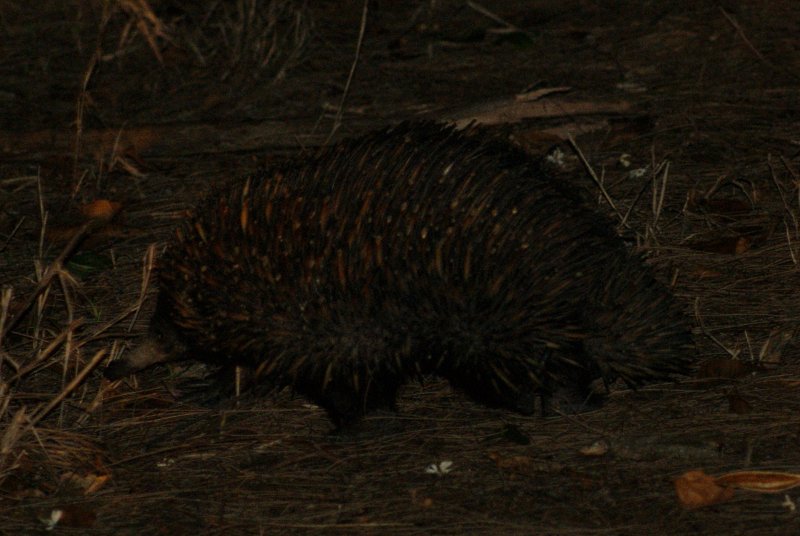 Short-beaked Echidna