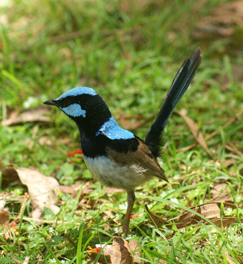 Superb Fairy-wren