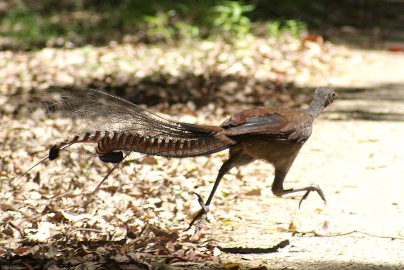Male Superb Lyrebird