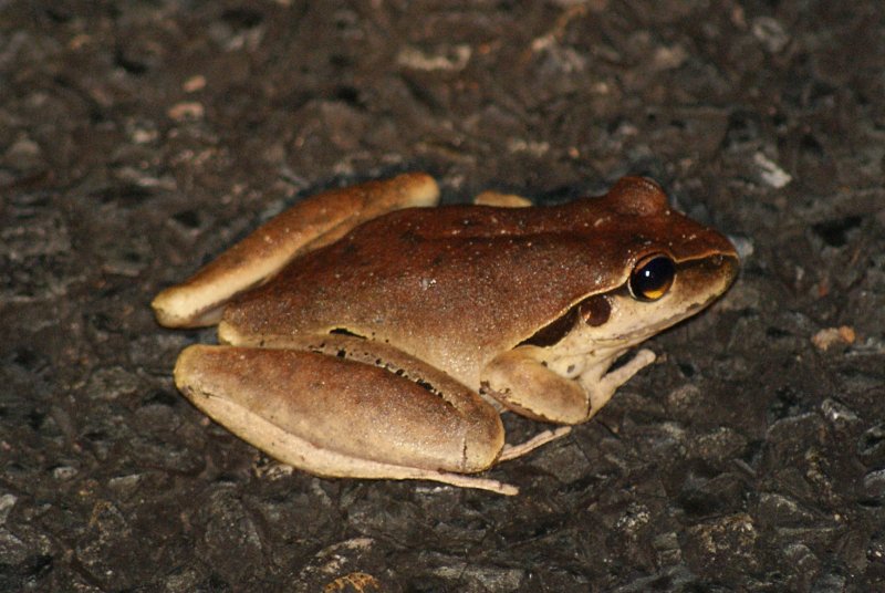 Wilcox's Frog