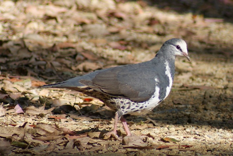 Wonga Pigeon