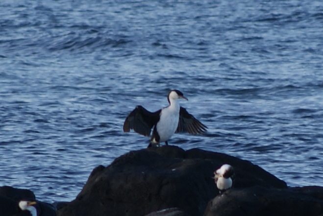 Black-faced COrmorant