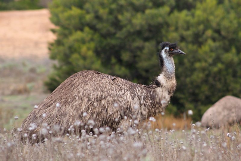 Adult Emu