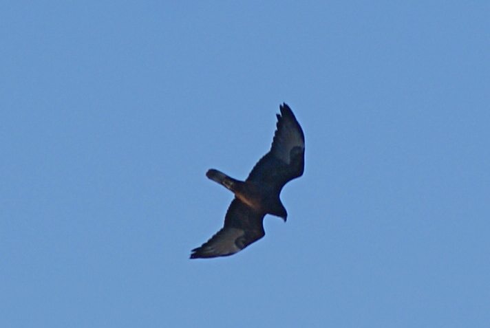 juvenile Swamp Harrier