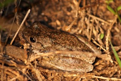 Southern Bell Frog