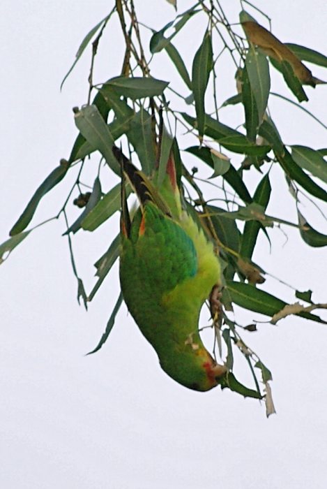 Swift Parrot