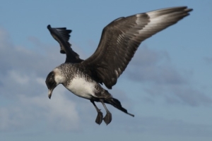 Pomarine Skua