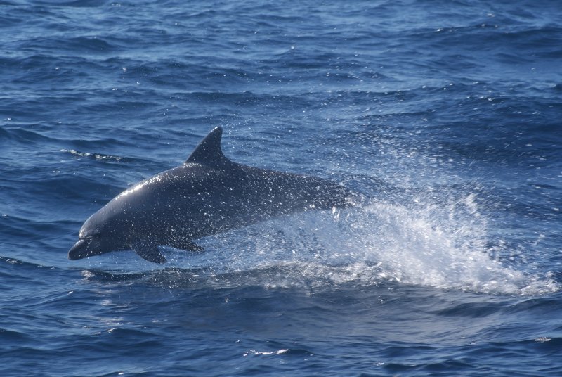 Oceanic Bottlenose Dolphin